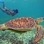 Tulum Adventure Ruins & swim in Akumal Beach & Cenote from Cancun - Authentic Insights from Travelers