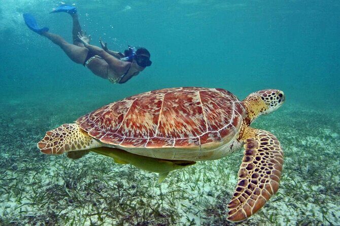 Tulum Adventure Ruins & swim in Akumal Beach & Cenote from Cancun - Authentic Insights from Travelers