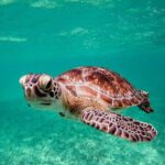 Tulum & Akumal: Swim with Turtles from Riviera Maya - Why This Tour Might Appeal to You