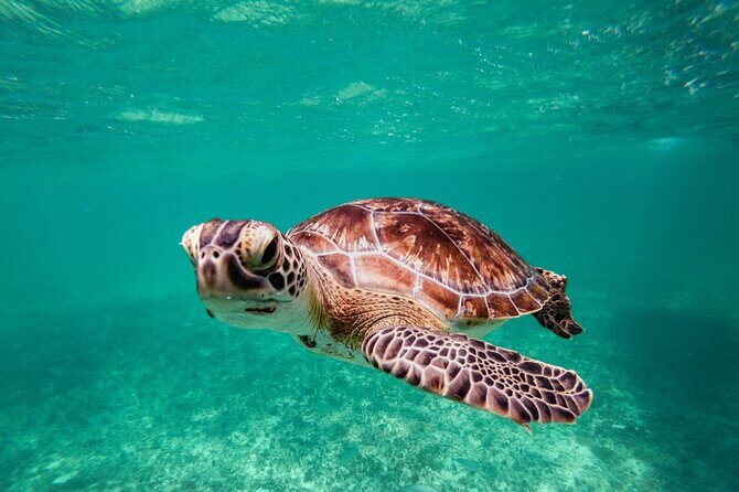 Tulum & Akumal: Swim with Turtles from Riviera Maya - Why This Tour Might Appeal to You