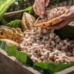 Tulum: Chocolate & Honey Sanctuary Experience with Cenote - The Location: Coba Instead of Tulum