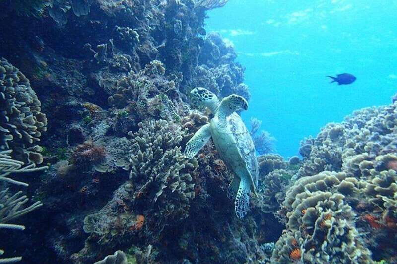 Tulum: Cozumel Cielo Snorkel Adventure from Cancun - Who Is This Tour Best For?