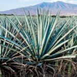 Tulum Mezcal Tasting - A Deep Dive into the Tulum Mezcal Tasting Experience