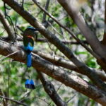 Tulum: Monkey Sanctuary Adventure - What Travelers Love and Consider