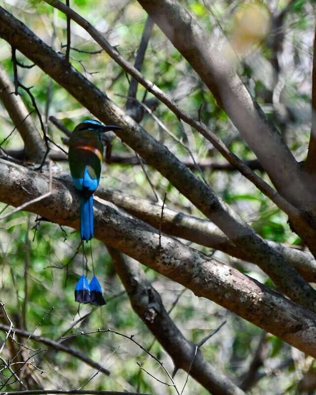 Tulum: Monkey Sanctuary Adventure - What Travelers Love and Consider