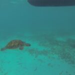 Tulum Private Boat Tour & Turtle Snorkeling Experience - The Real Experience: What Travelers Say