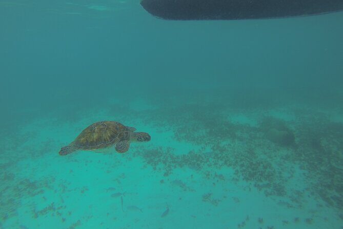 Tulum Private Boat Tour & Turtle Snorkeling Experience - The Real Experience: What Travelers Say