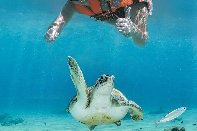 Tulum Ruins and Turtle Search at Akumal Plus Underground Cenote - Who Should Consider This Tour?