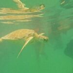 Tulum Ruins, Turtle Sightseeing & Cenote from Playa del Carmen - Authentic Traveler Opinions