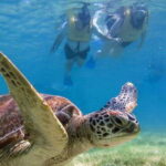 Tulum: Ruins, Turtles & Cenotes Adventure - Transportation, Duration, and Group Size