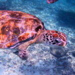 Tulum: Snorkeling at Paradise Reef - The Itinerary Breakdown