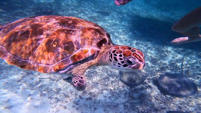 Tulum: Snorkeling at Paradise Reef - The Itinerary Breakdown