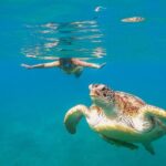 Turtle and Reef Sanctuary Snorkeling - Final Thoughts: Who Should Consider This Tour?
