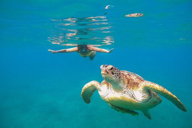 Turtle and Reef Sanctuary Snorkeling - Final Thoughts: Who Should Consider This Tour?