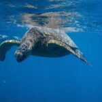 Turtle Canyon Snorkel from Waikiki: Turtles Guaranteed - The Sum Up