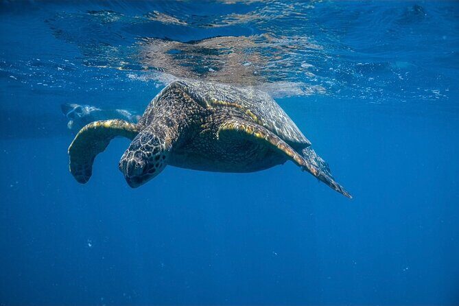 Turtle Canyon Snorkel from Waikiki: Turtles Guaranteed - The Sum Up