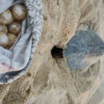 Turtle Night Patrol a Conservation Adventure in Los Cabos - The Guides and Education