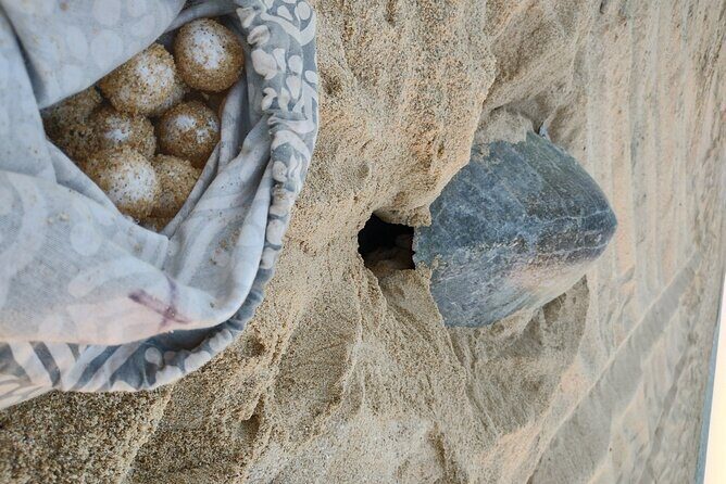 Turtle Night Patrol a Conservation Adventure in Los Cabos - The Guides and Education