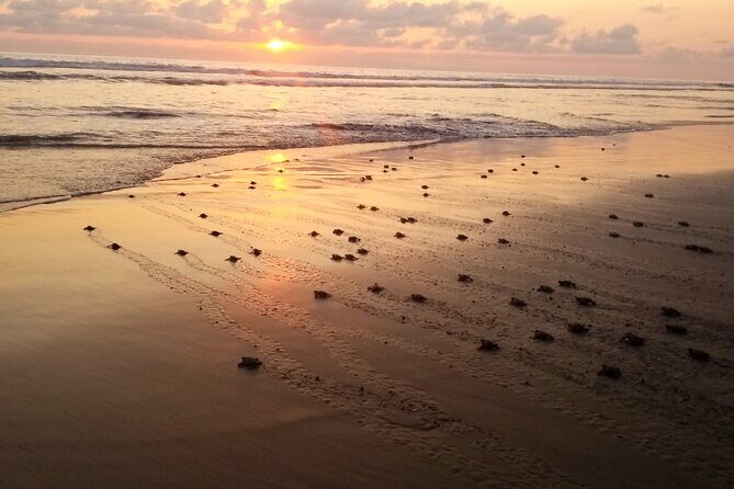 Turtle Release Playa Blanca - What the Tour Offers: A Detailed Breakdown