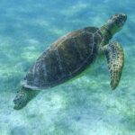 Turtle Snorkeling Adventure from Cancun - Final Thoughts