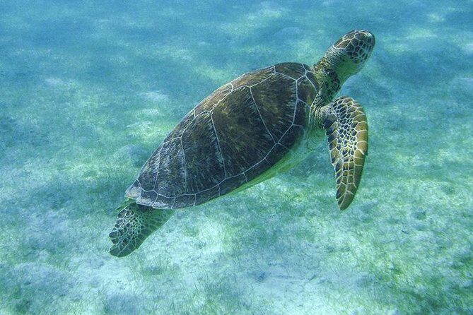 Turtle Snorkeling Adventure from Cancun - Final Thoughts