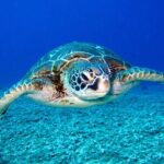 Turtle Snorkeling Boat Tour and Adventure in Waikiki - What You’ll Experience at Turtle Canyon