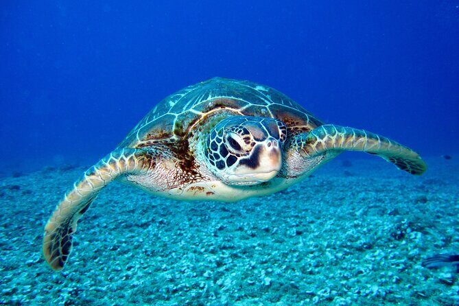 Turtle Snorkeling Boat Tour and Adventure in Waikiki - What You’ll Experience at Turtle Canyon