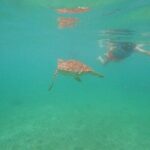 Turtle Snorkeling in Akumal - What to Expect from the Turtle Snorkeling Tour