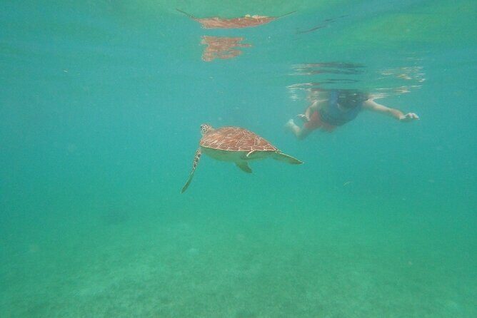 Turtle Snorkeling in Akumal - What to Expect from the Turtle Snorkeling Tour
