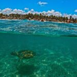 Turtle Snorkeling Jungle Adventure + Zipline and Rappel in Cenote - Why People Love This Tour