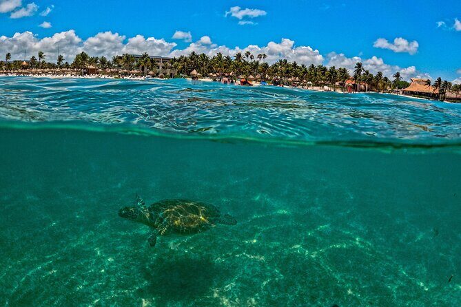 Turtle Snorkeling Jungle Adventure + Zipline and Rappel in Cenote - Why People Love This Tour