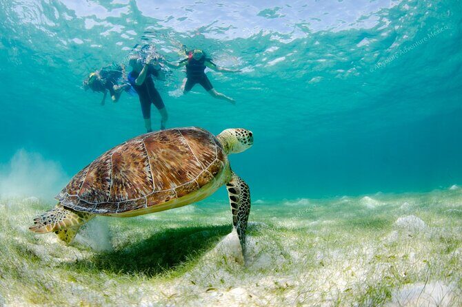 Turtle Snorkeling Private Tour Sea Turtles & Cenote in Tulum - The Price & Value