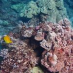 Turtle Town Clear Kayak & Snorkel Tour (7am-9:30am) - Who Should Book This Tour?