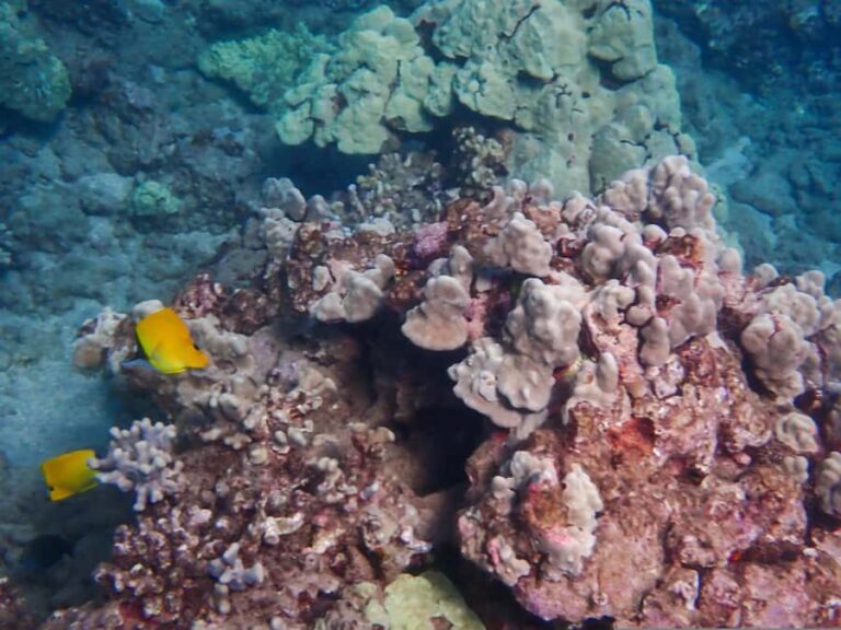 Turtle Town Clear Kayak & Snorkel Tour (7am-9:30am) - Who Should Book This Tour?