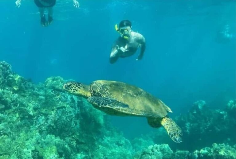 Turtle Town, Makena; Clear Bottom Kayak and Snorkel Tour - Is It Worth the Price?