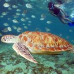 Turtles and Cenote snorkeling activity from Riviera Maya - The Experience at the Cenote