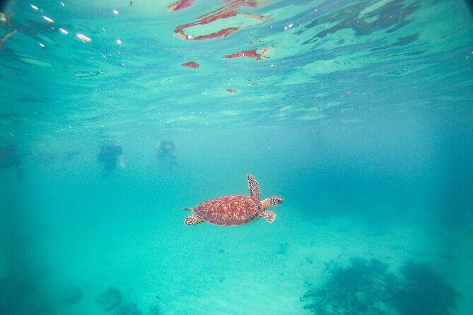 Turtles & Cenote! Half Day from Riviera Maya & Playa del Carmen - Final Thoughts: A Well-Rounded Half-Day Adventure