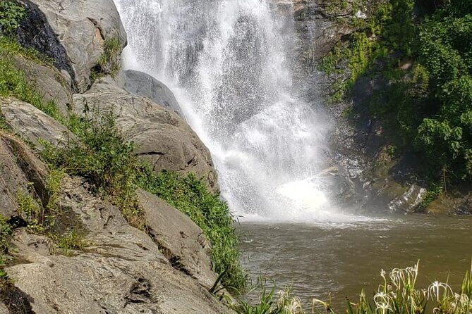 Turtles Release Adventure - Practical Details