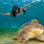 Turtles & Tulum Ruins! Round Transportation from Tulum City - Who This Tour Is Best For