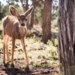 Tusayan: Grand Canyon National Park Off Road Journey - Who Should Consider This Tour?