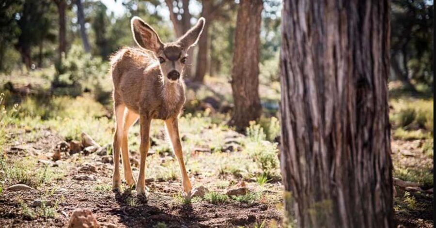 Tusayan: Grand Canyon National Park Off Road Journey - Who Should Consider This Tour?
