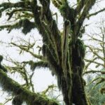 Twilight Forks Washington Tour - Pricing & Value