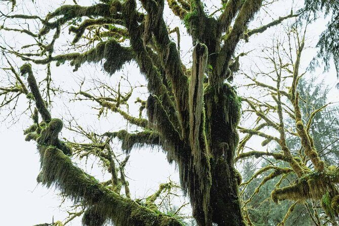 Twilight Forks Washington Tour - Pricing & Value