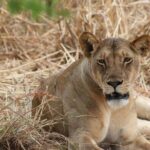 Two Days Safari by Train - Cultural Immersion: Visiting the Maasai Village