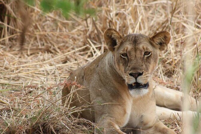 Two Days Safari by Train - Cultural Immersion: Visiting the Maasai Village