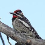 Uinta Mountains Birding and Nature Expedition - The Itinerary: A Closer Look