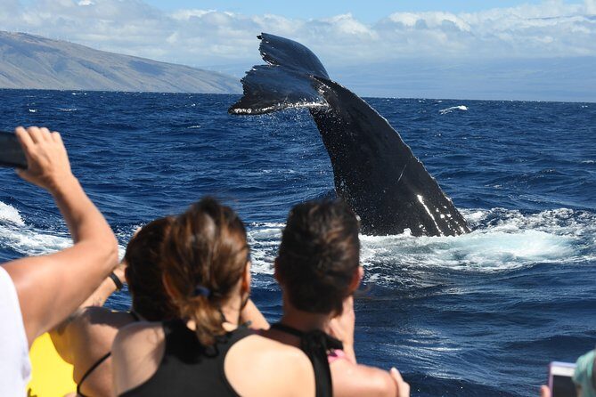 Ultimate 2 Hr Exclusive VIP Whale Watch Tour from Kaanapali Beach - Key Points