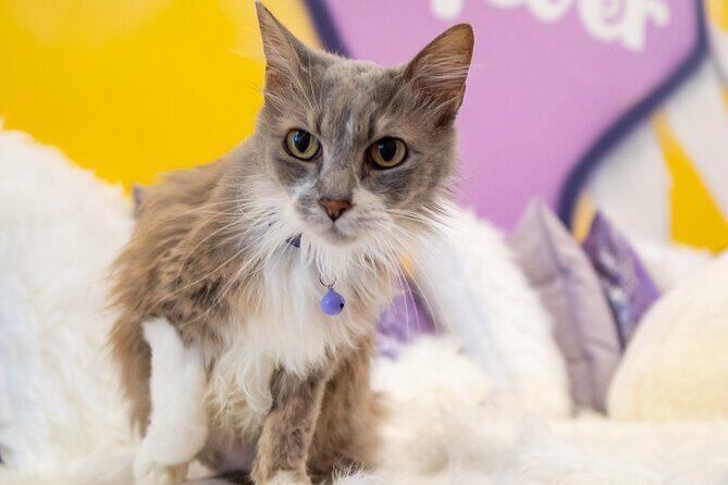 Ultimate cat experience at Austin's only cat cafe - What to Expect at the Purrfecto Cat Lounge