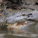 Ultimate Daintree Rainforest Wildlife Experience Cruise - The Bottom Line