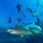 Ultimate Encounter Snorkel with Sharks in Fiji - The Overall Feel